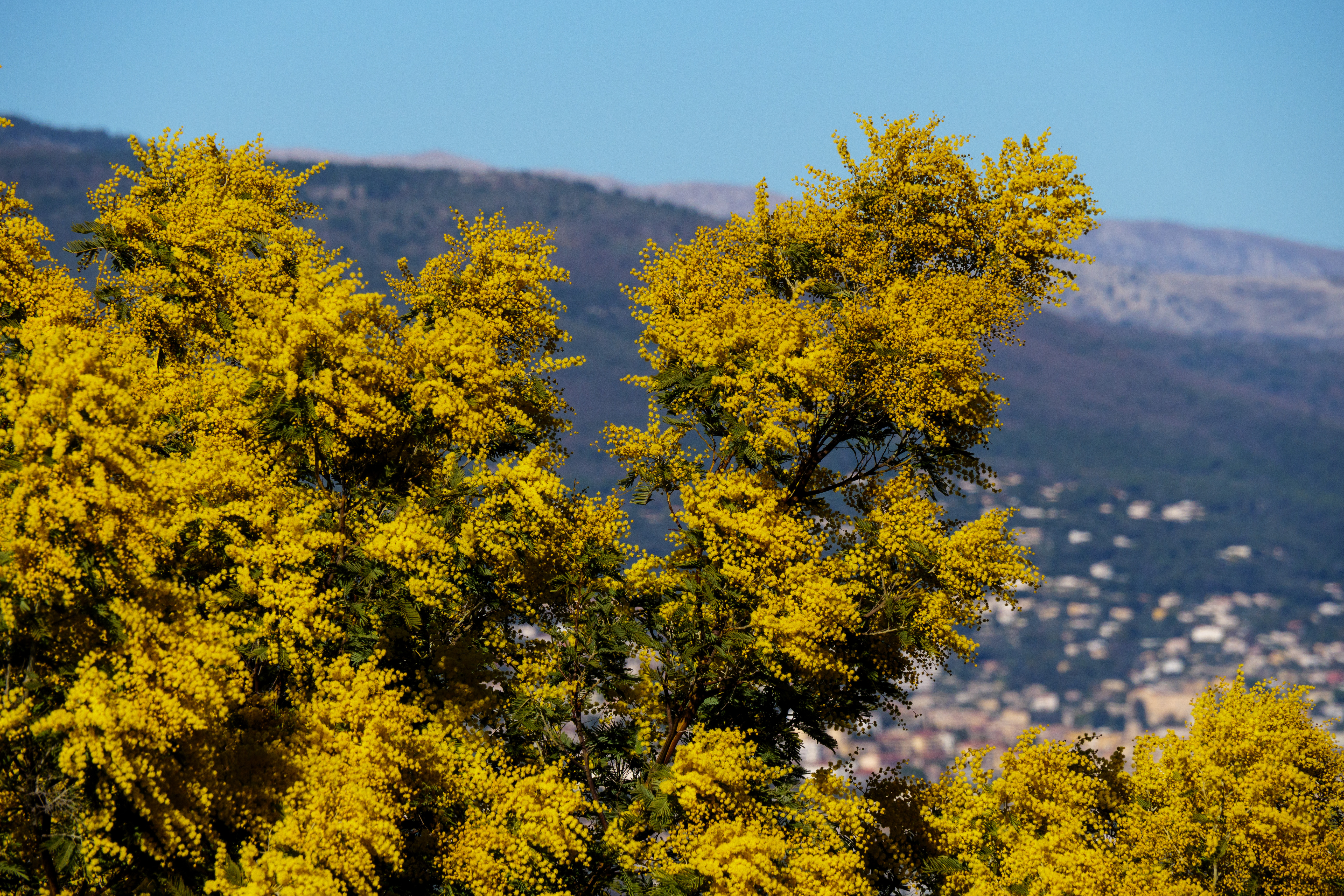 blühende Mimosen